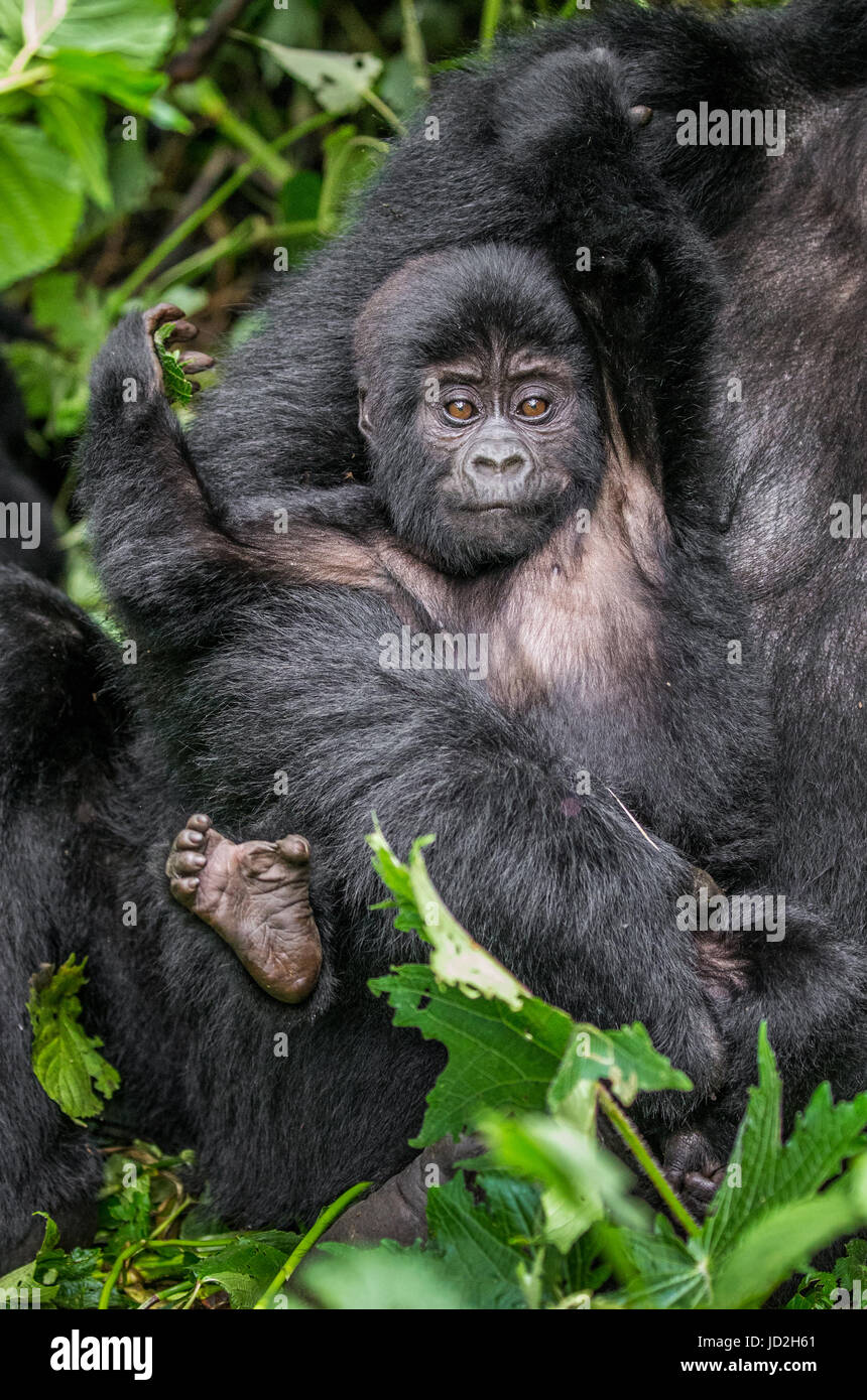 Porträt des Baby-Berggorillas. Uganda. Bwindi Inpenetrable Forest National Park. Stockfoto