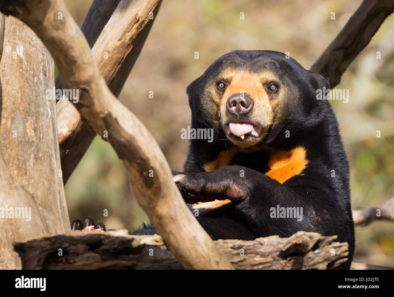 Sun Bear stossen seine Zunge heraus als He sitzen in der Sonne. Stockfoto