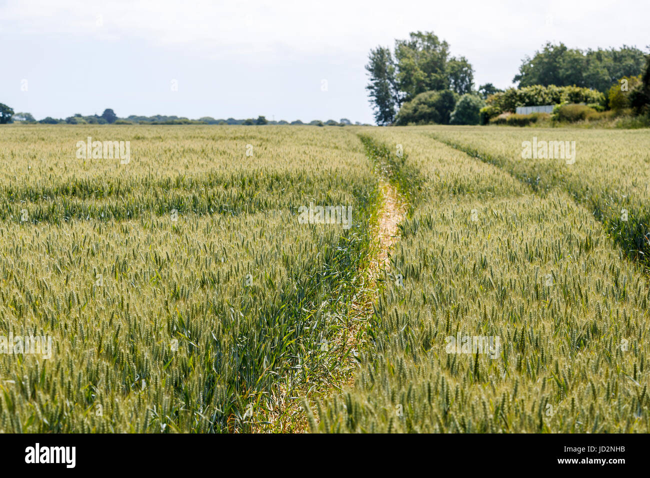 Landwirtschaft: Fahrzeug verfolgt in einem Feld von Weizen, Bosham, einem Dorf an der Südküste in Chichester Bezirk West Sussex, Südengland, Großbritannien Stockfoto