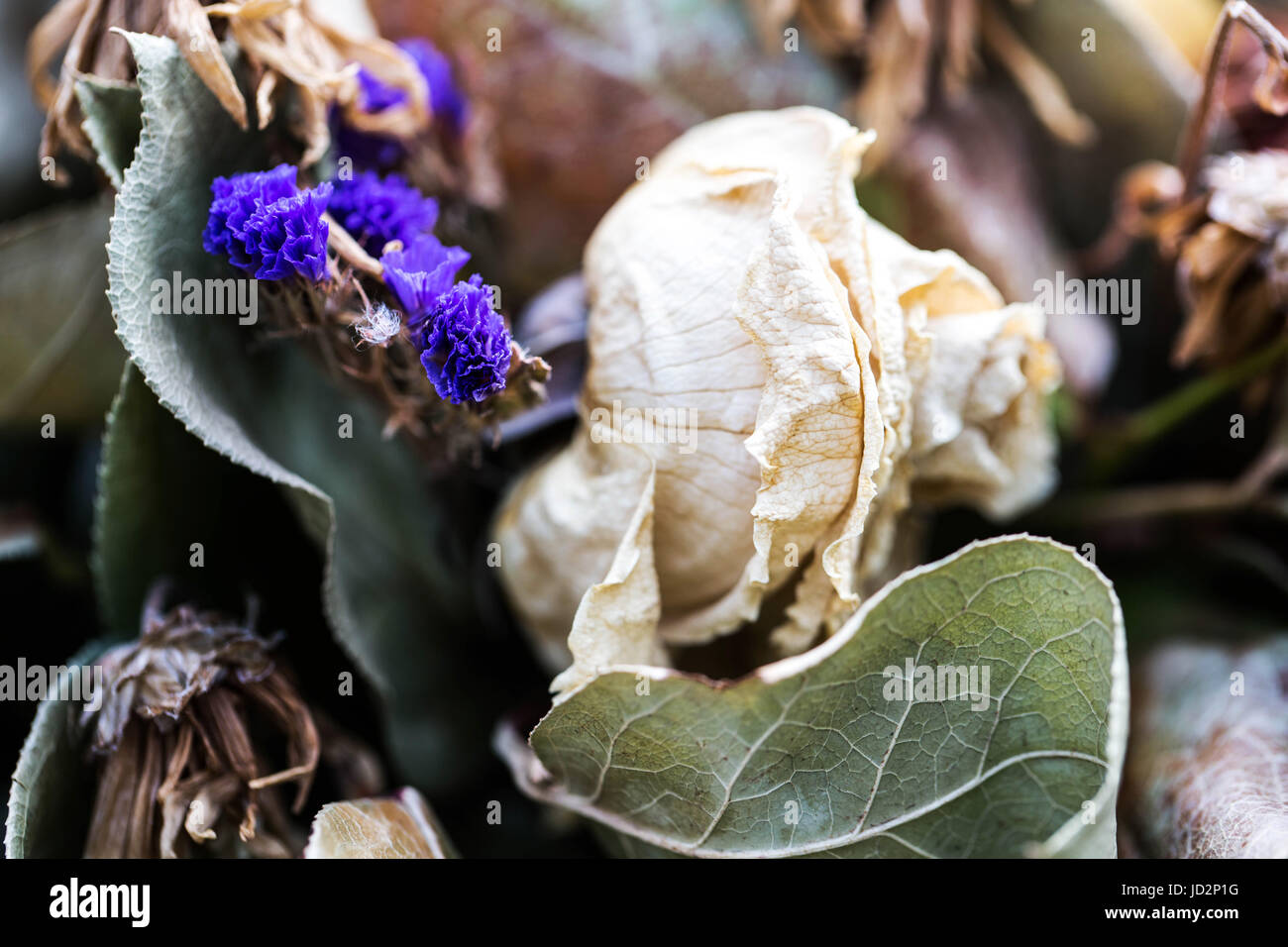 Eine abstrakte Anordnung von tot gemischte Blume blüht Stockfoto