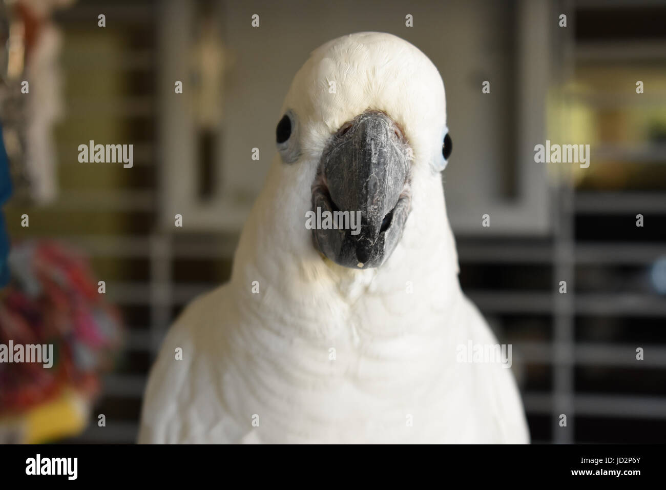 Weiße Kakadu Papagei Porträt in einem Käfig Stockfoto