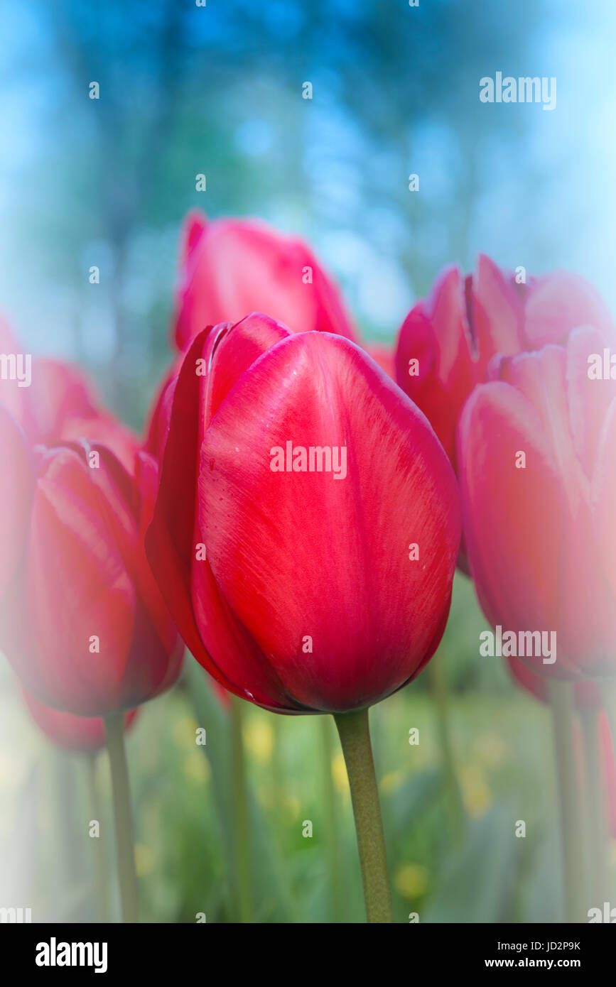 Nahaufnahme von bunten Tulpen blühen, Keukenhof Gärten zeigen, Lisse, Südholland, Niederlande Stockfoto