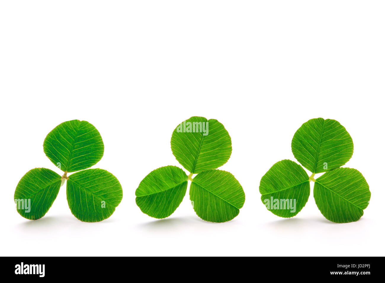 Grüne Kleeblätter isoliert auf weißem Hintergrund, Clipping-Pfad enthalten. Stockfoto