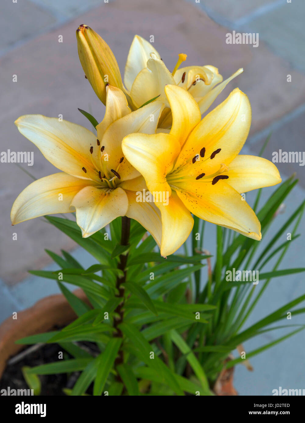 Gelbe Lilie Lilium in einem Tontopf Garten wächst Stockfoto