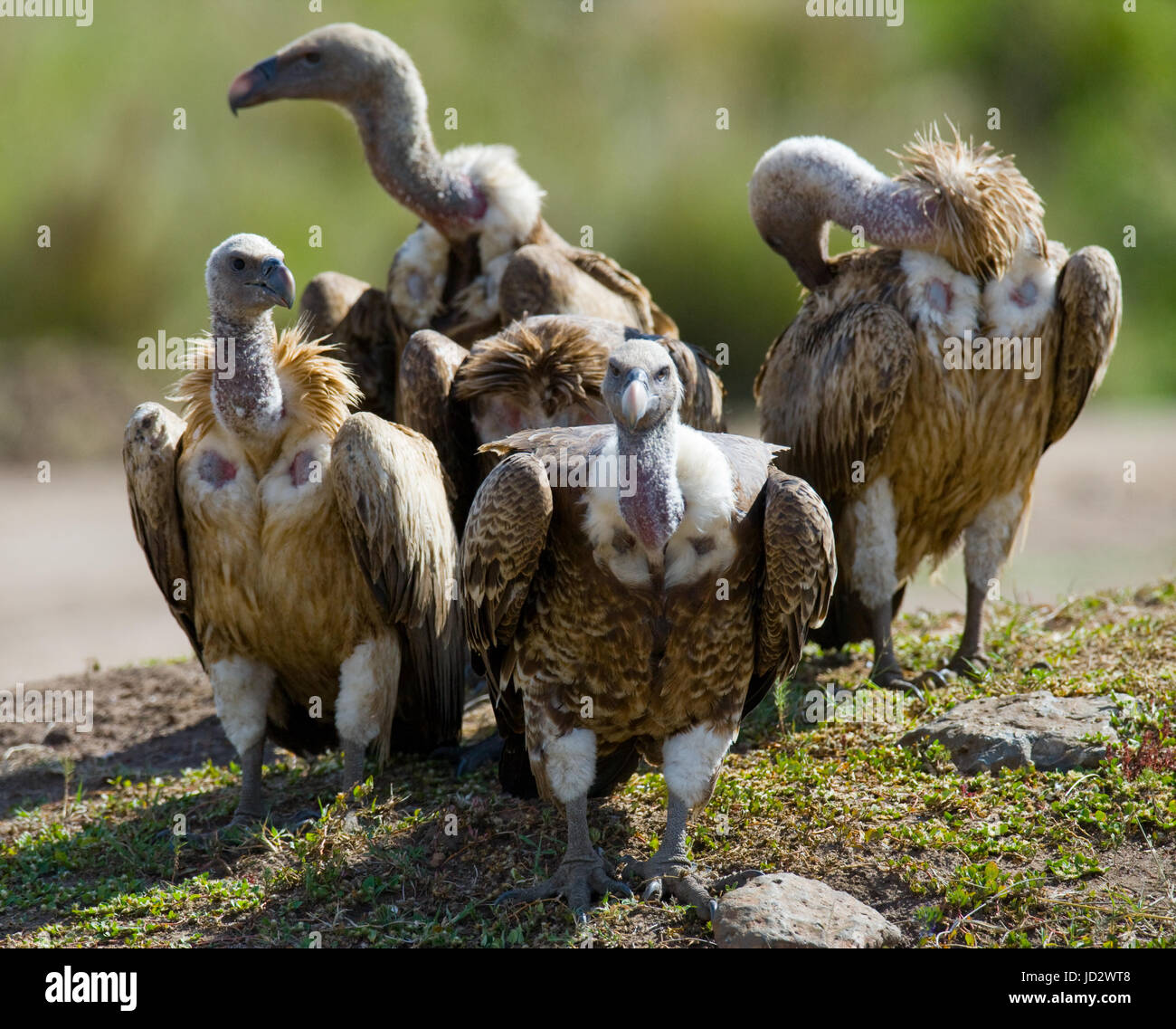 Raubvögel sitzen auf dem Boden. Kenia. Tansania. Safari. Ostafrika. Stockfoto