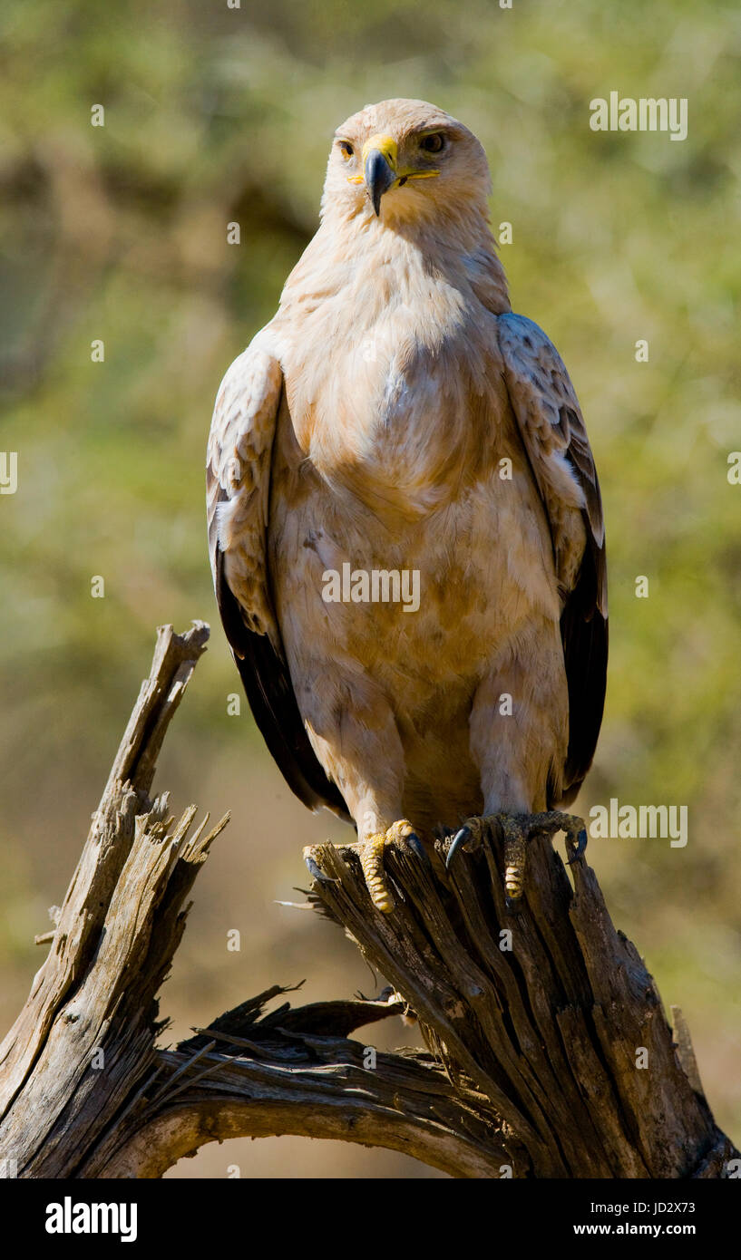 Raubvogel sitzt auf einem Baum. Kenia. Tansania. Safari. Ostafrika. Stockfoto