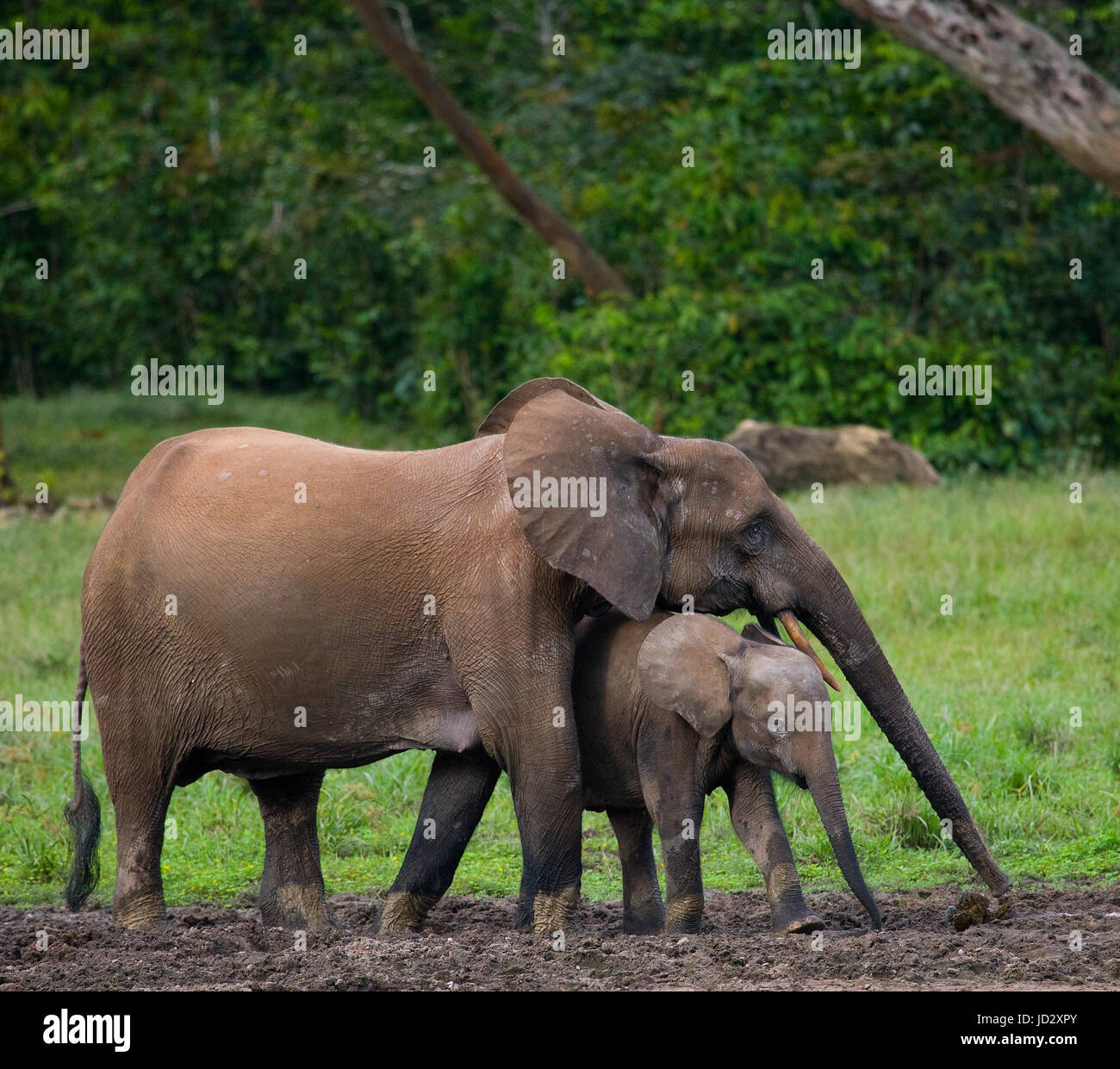 Elefant mit Baby. Zentralafrikanische Republik. Republik Kongo. Dzanga-Sangha Sonderreserve. Stockfoto