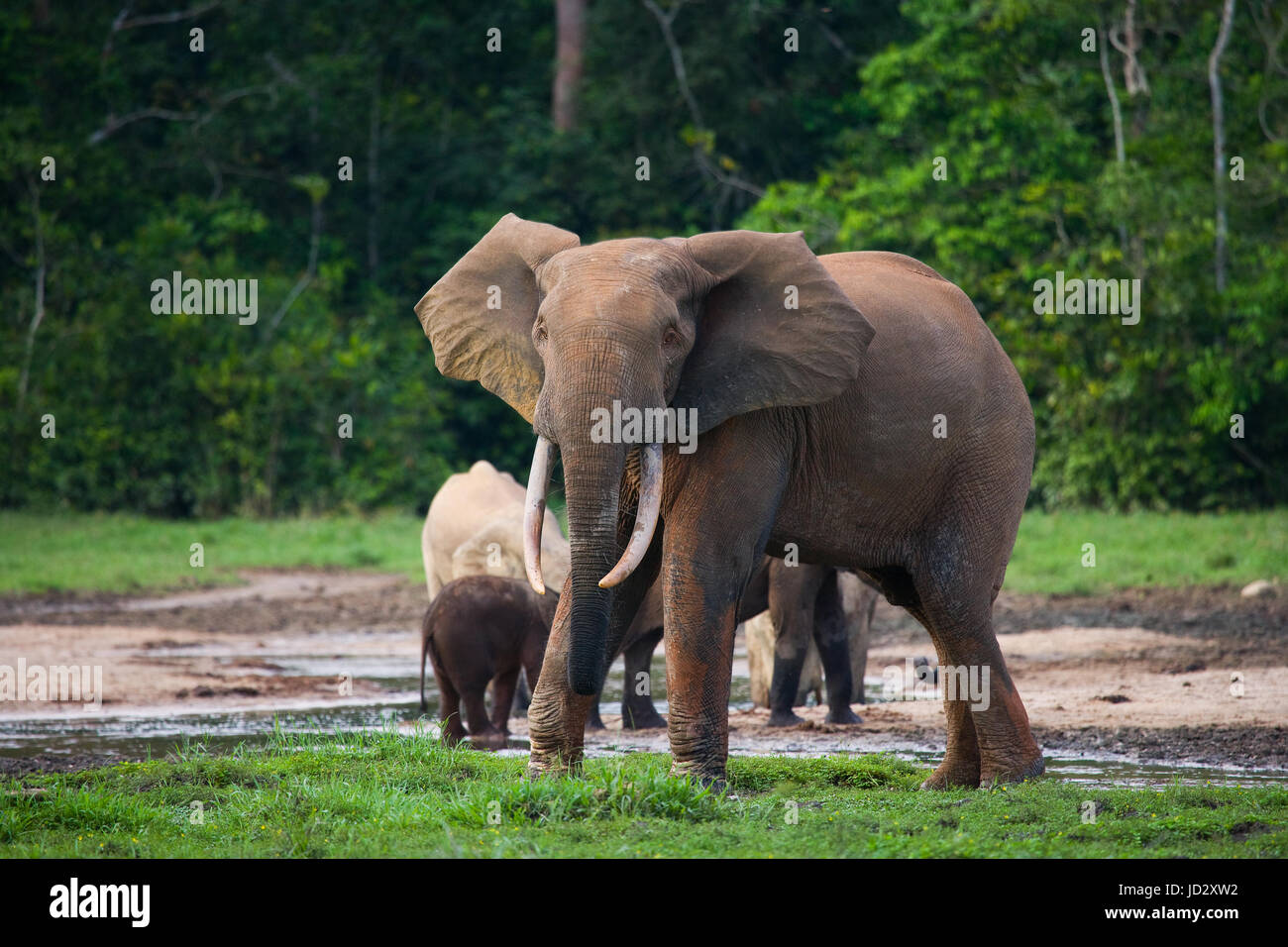 Elefant mit Baby. Zentralafrikanische Republik. Republik Kongo. Dzanga-Sangha Sonderreserve. Stockfoto