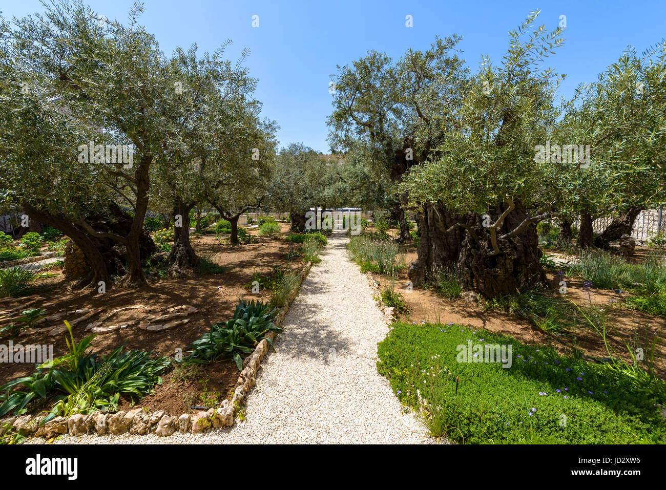 Alte Olivenbäume im Garten Getsemani am Ölberg in Jerusalem. Der Garten Gethsemane befindet sich neben der Kirche aller Nationen Stockfoto