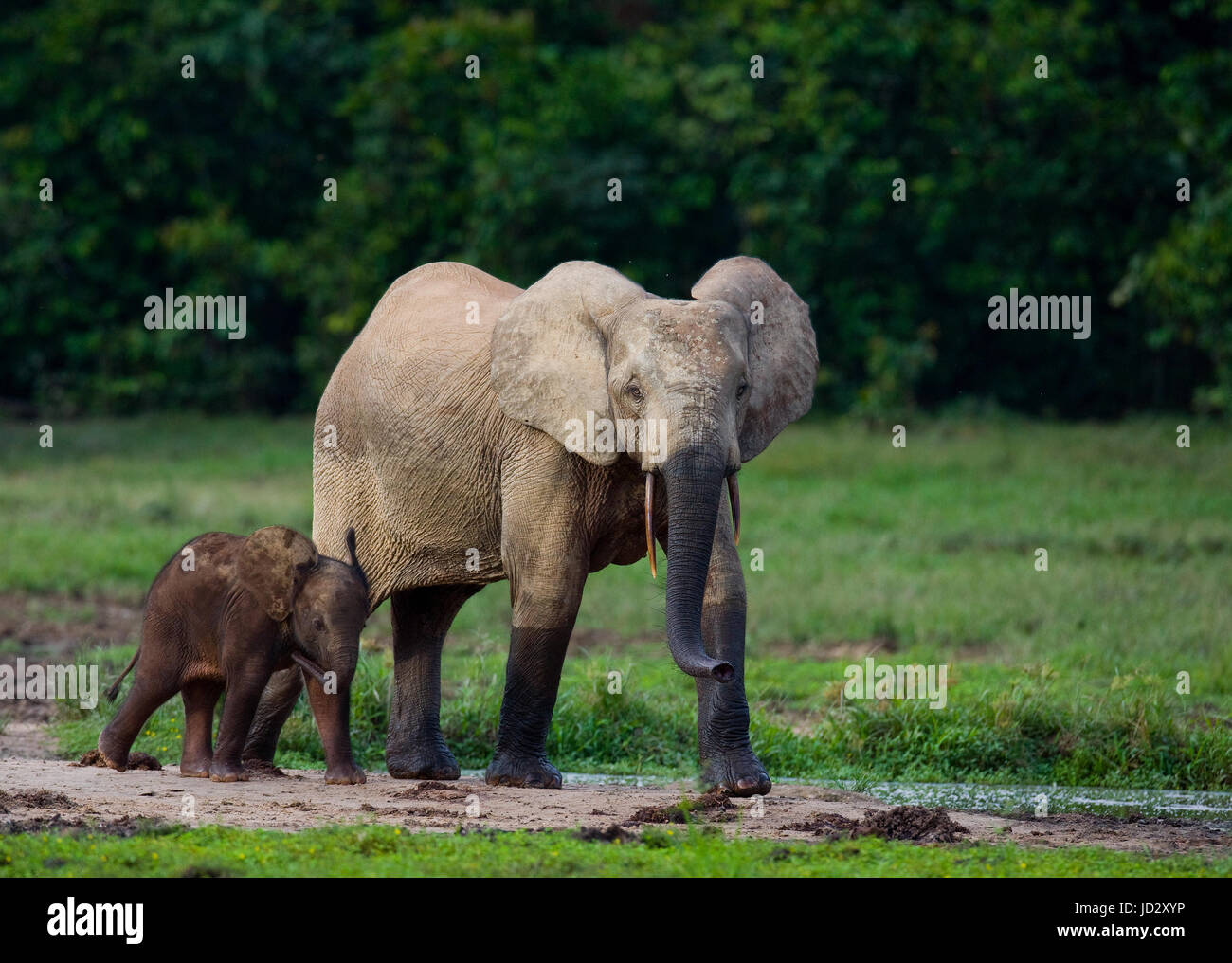 Elefant mit Baby. Zentralafrikanische Republik. Republik Kongo. Dzanga-Sangha Sonderreserve. Stockfoto