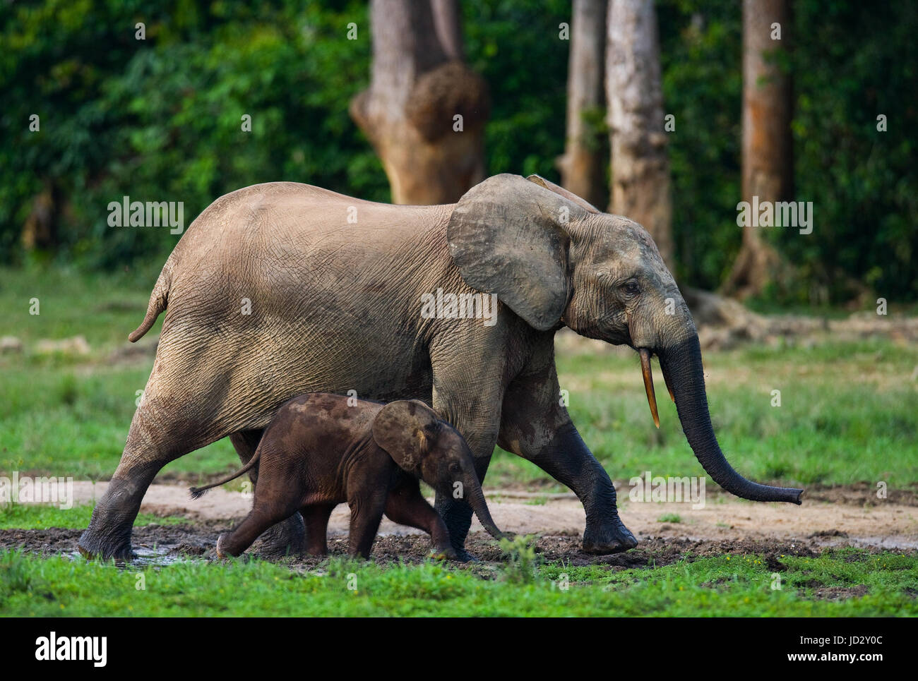 Elefant mit Baby. Zentralafrikanische Republik. Republik Kongo. Dzanga-Sangha Sonderreserve. Stockfoto