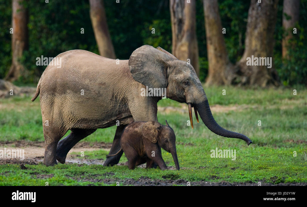 Elefant mit Baby. Zentralafrikanische Republik. Republik Kongo. Dzanga-Sangha Sonderreserve. Stockfoto