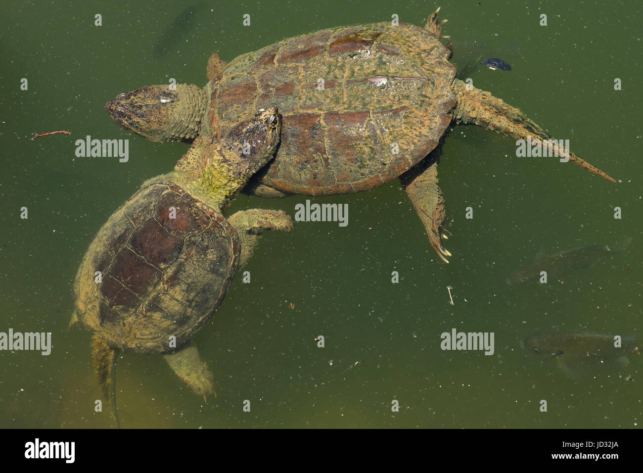 Schnappschildkröten, Chelydra Serpentina, Maryland Stockfoto