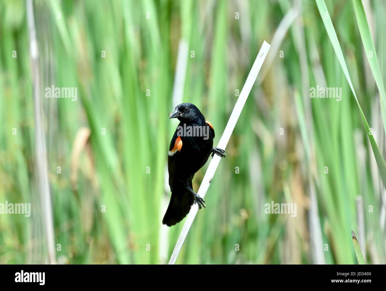 Rote geflügelte Amsel (Agelaius Phoeniceus) thront auf einem Rohrkolben Stockfoto