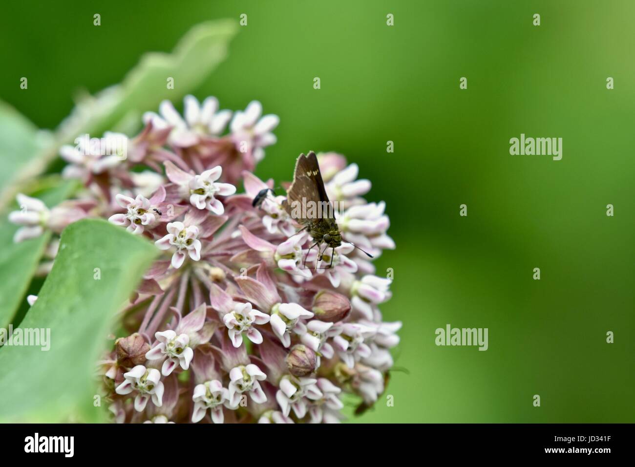 Kleiner schwarzer Schmetterling (Rhopalocera) auf blühende Pflanze Stockfoto