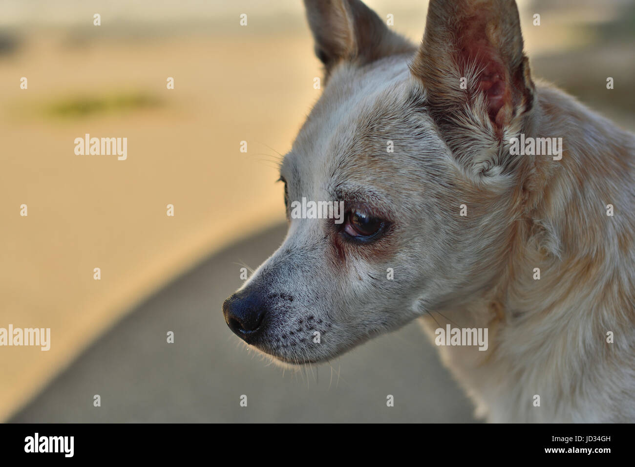 Weiß und Tan, freundlichen Hund mit traurigen Augen, Nahaufnahme, Fotografie, mit dem Hund zurück suchen, auf einem verschwommenen Hintergrund. Stockfoto