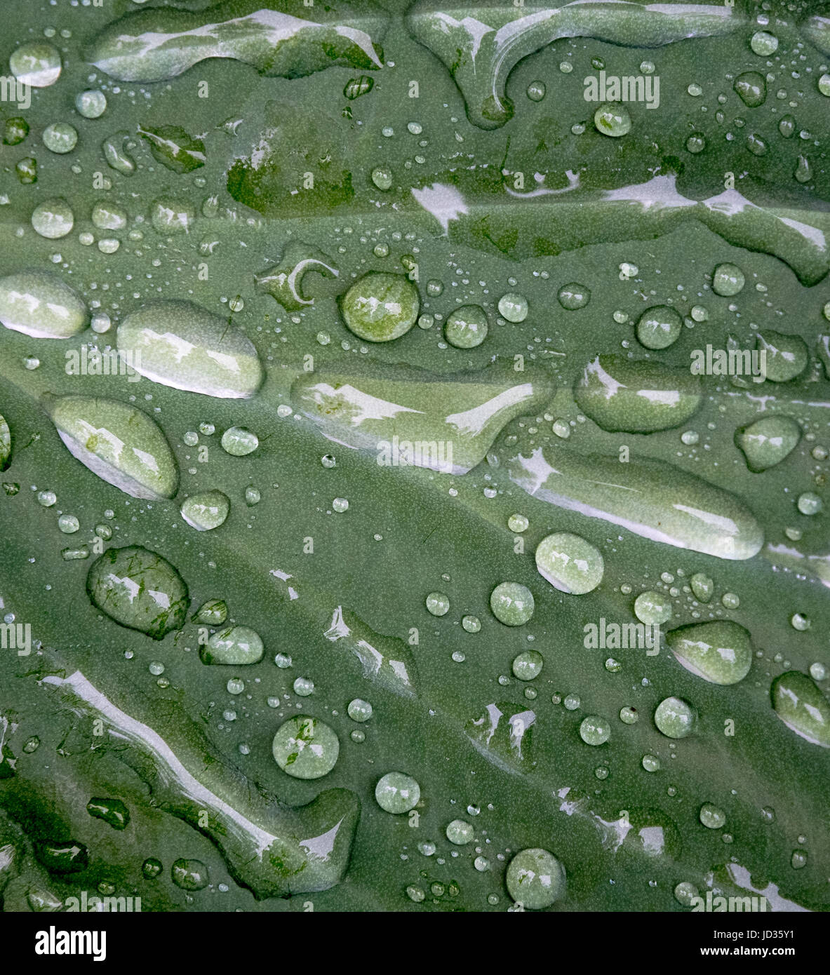 Wassertropfen auf einem Hosta Blatt Stockfoto