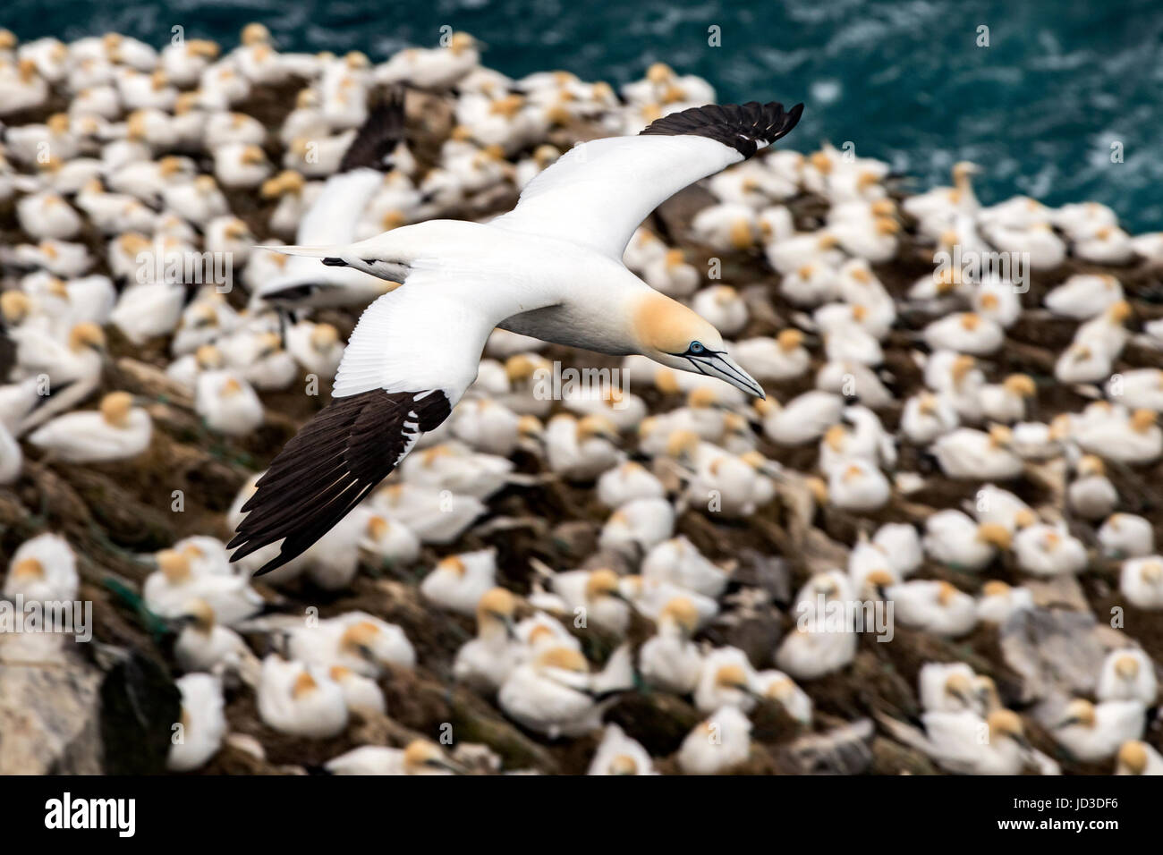 Basstölpel (Morus Bassanus) während des Fluges am Cape St. Mary's Ecological Reserve, Cape St. Mary's, Avalon Halbinsel, Neufundland, Kanada Stockfoto