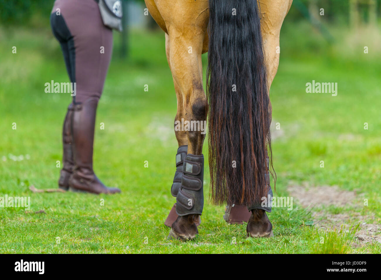 Heck von einem braunen Pferd mit einer Reiterin Stockfoto