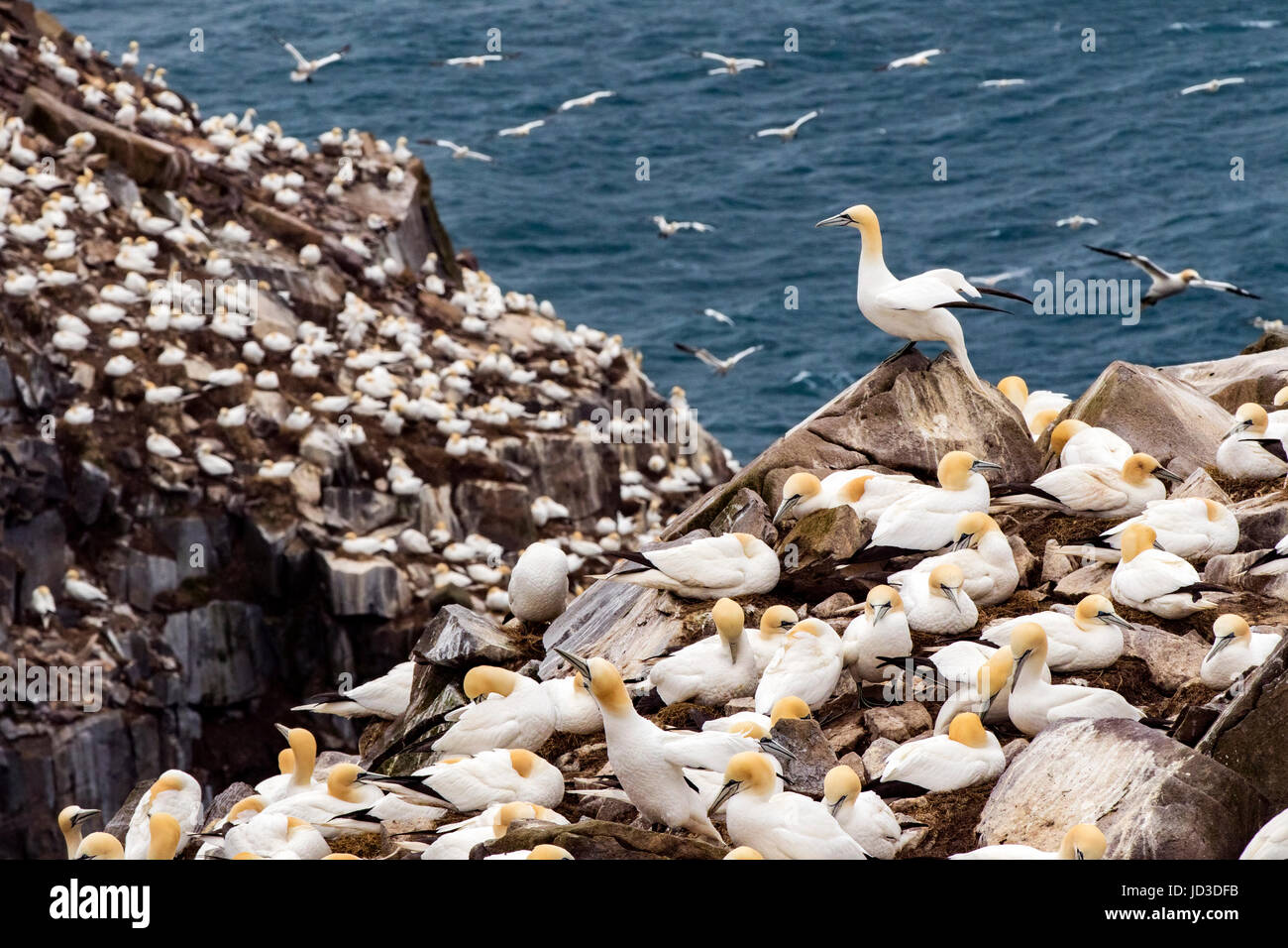 Nördlichen Basstölpel (Morus Bassanus) Cape St. Mary's Ecological Reserve, Cape St. Mary's, Avalon Halbinsel, Neufundland, Kanada Stockfoto