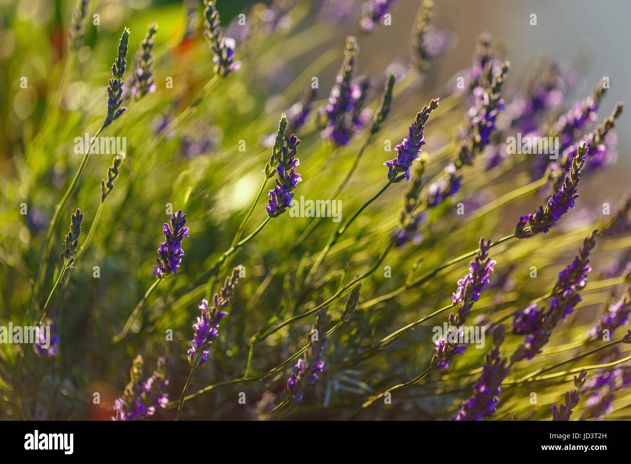 Lavendelfeld bei Sonneneinstrahlung, Nahaufnahme von Lavendel Blume Stockfoto