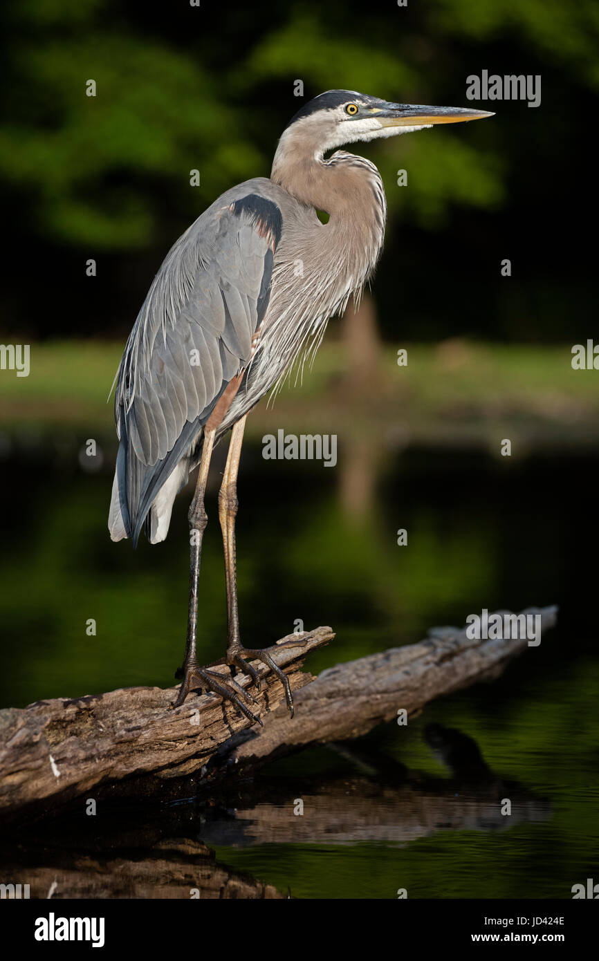 Great Blue Heron (Ardea Herodias), Maryland Stockfoto