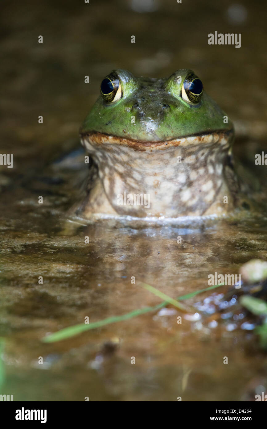 Amerikanischer Ochsenfrosch (Lithobates Catesbeianus oder Rana Catesbeiana), Virginia Stockfoto