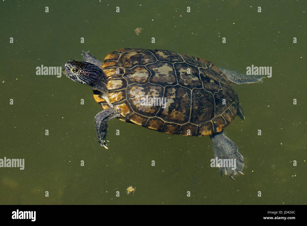 rot-Schmuckschildkröte Schieberegler (ist Scripta), alte melanistische Individuum, Maryland Stockfoto