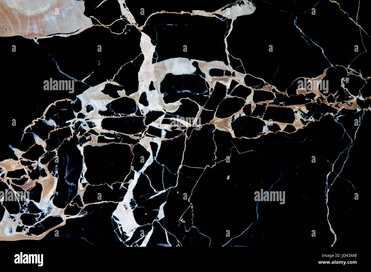 Kalkstein mit Calcit-Adern, Italien, polierte Fliesen, "Nero Portoro', Sedimentgestein in erster Linie bestehend aus Kalziumkarbonat (CaCO3), polierte Fliesen Stockfoto