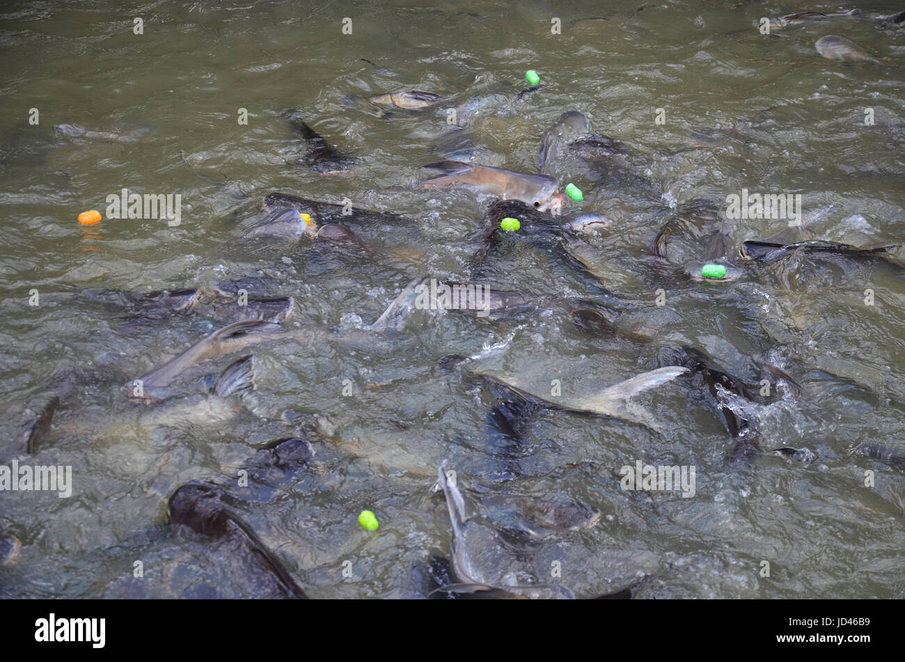 Thais Essen Fütterung am Chao Phraya River in Nonthaburi, Thailand zu fischen. Stockfoto