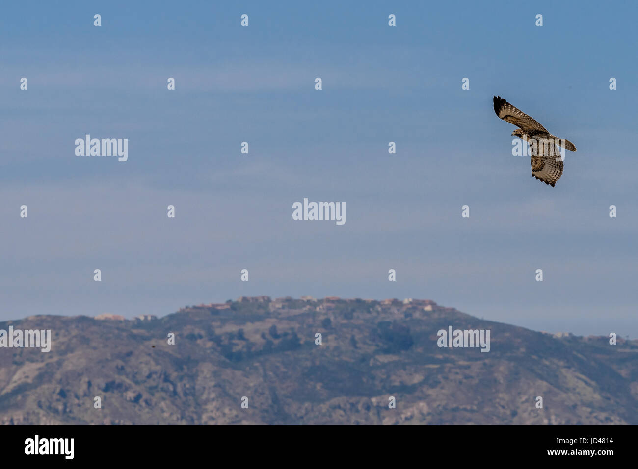 Über die Hügel in Southern California soaring Hawk Stockfoto