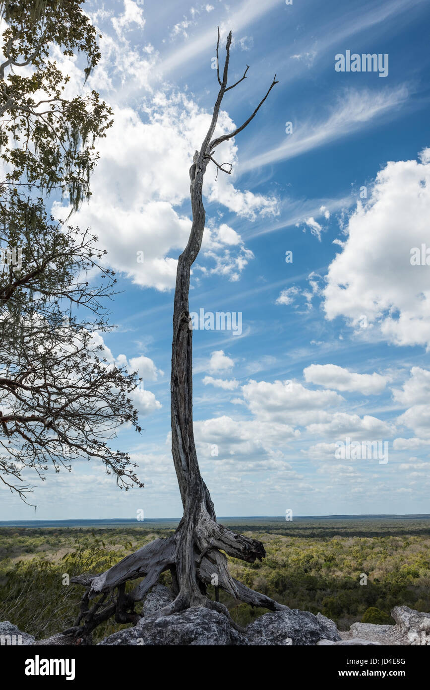 Mexikanischen Dschungel Panorama. Kalakmul Stockfoto