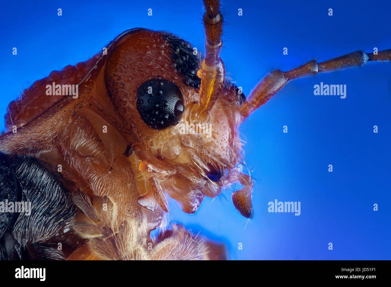 Leiter der Soldat Käfer (Cantharis Fusca) extreme Makro-Fotografie Stockfoto