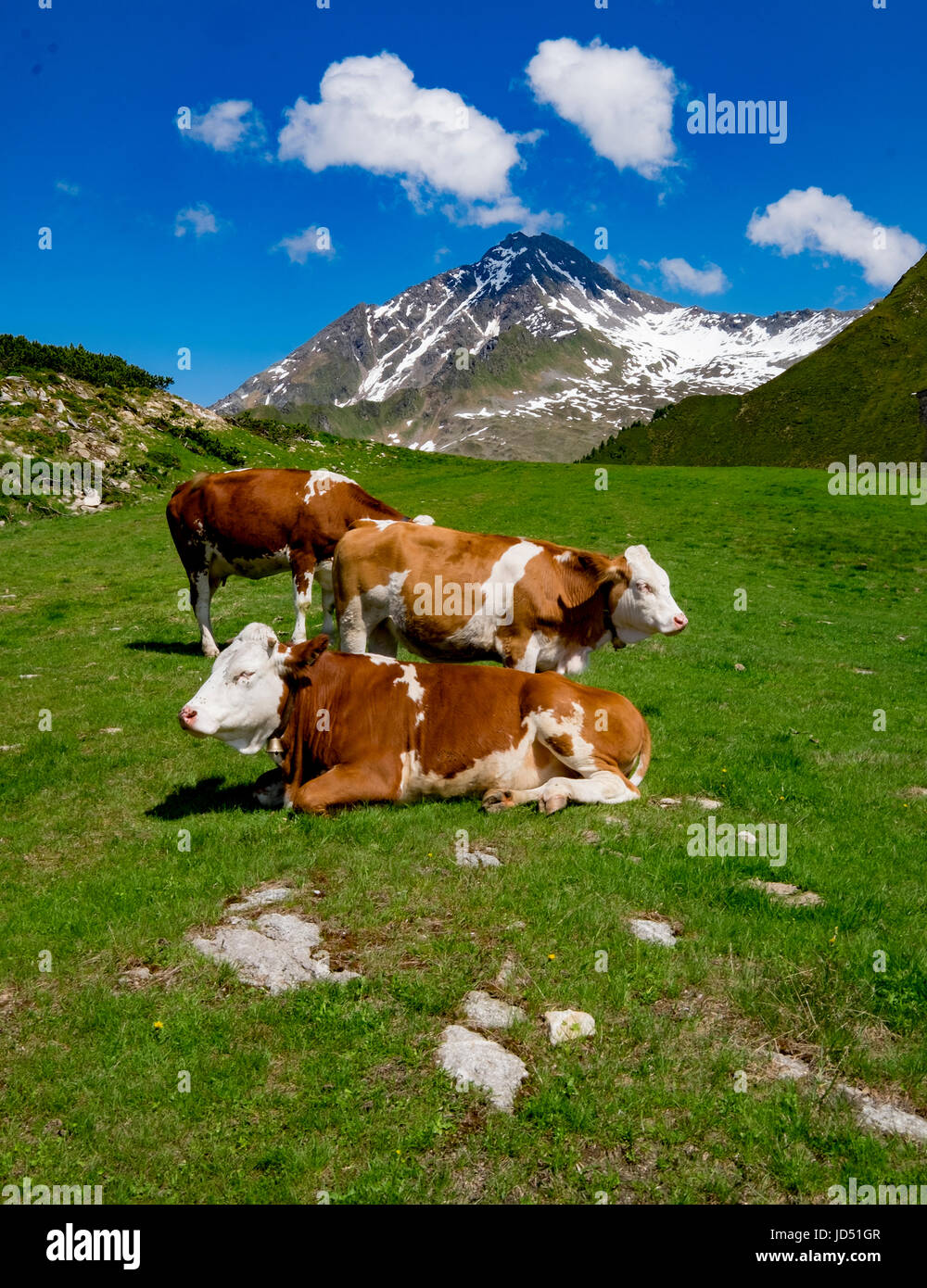 Berge und Wiesen rund um Mayrhofen in Österreich, Sonnenschein und Wiese Blumen Frühling Stockfoto