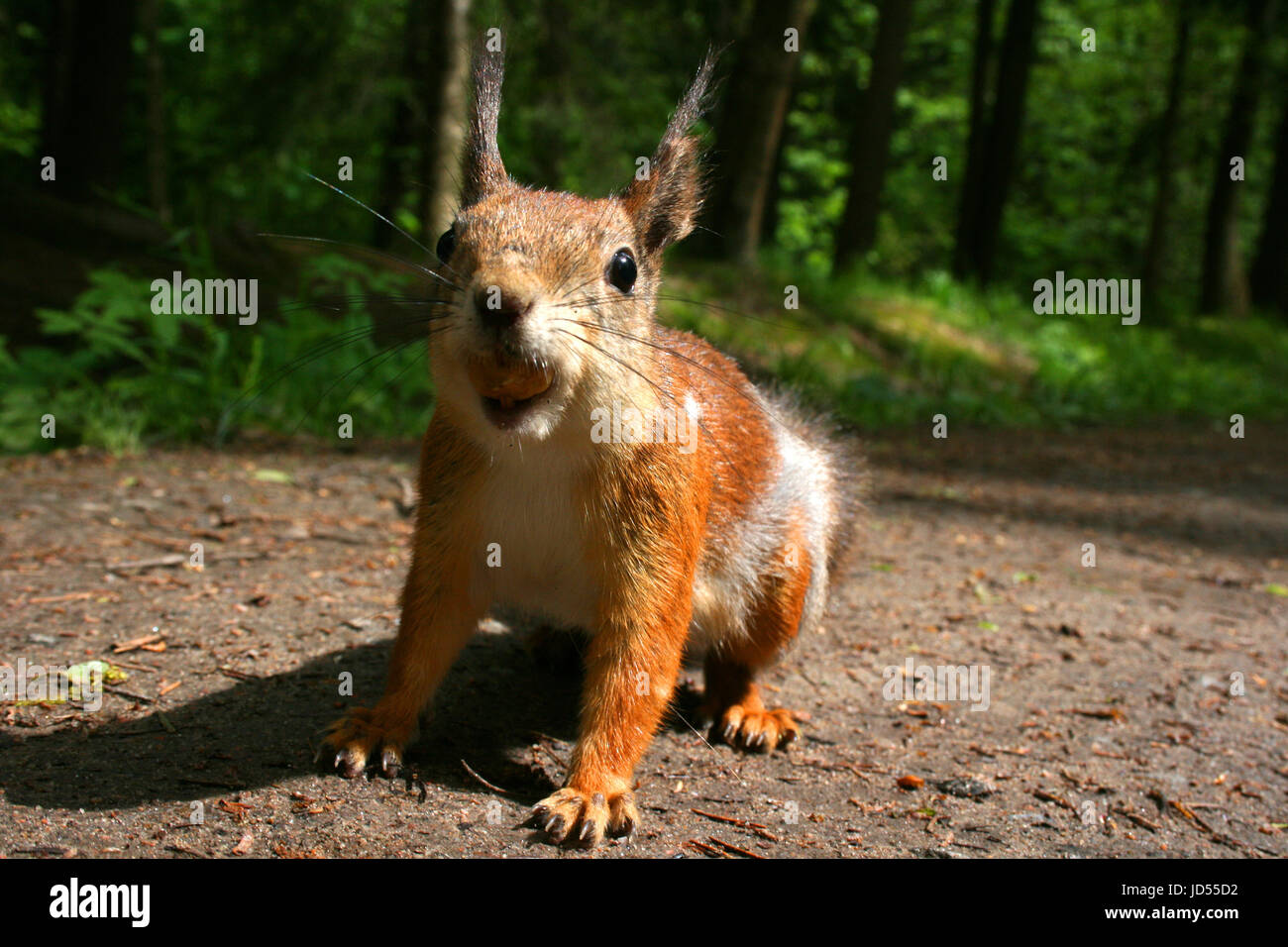 Eichhörnchen im Pawlow Parque in Russland Stockfoto