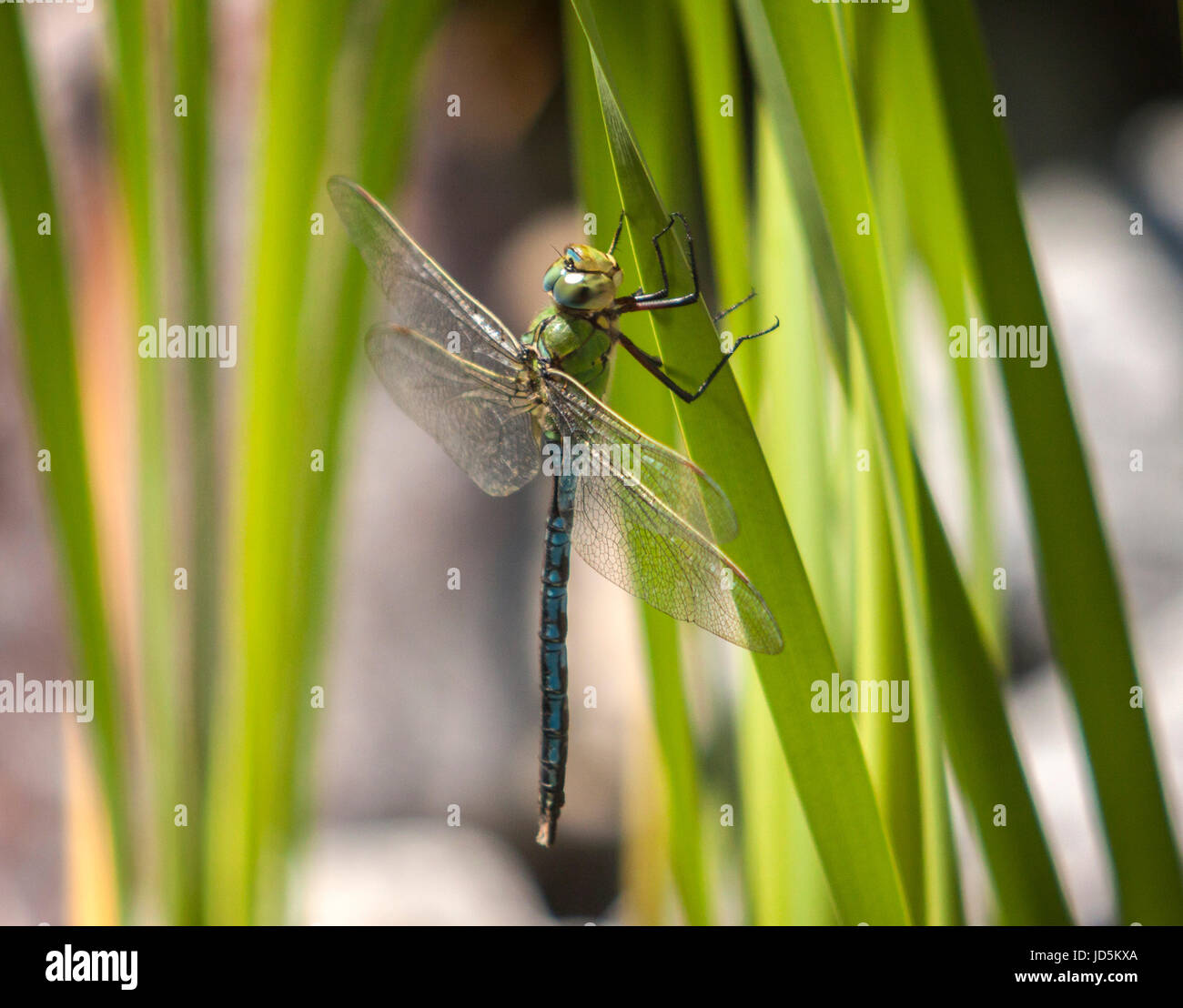 Libelle ruht auf einem Iris-Blatt neben einem Gartenteich, Devon, IK Stockfoto