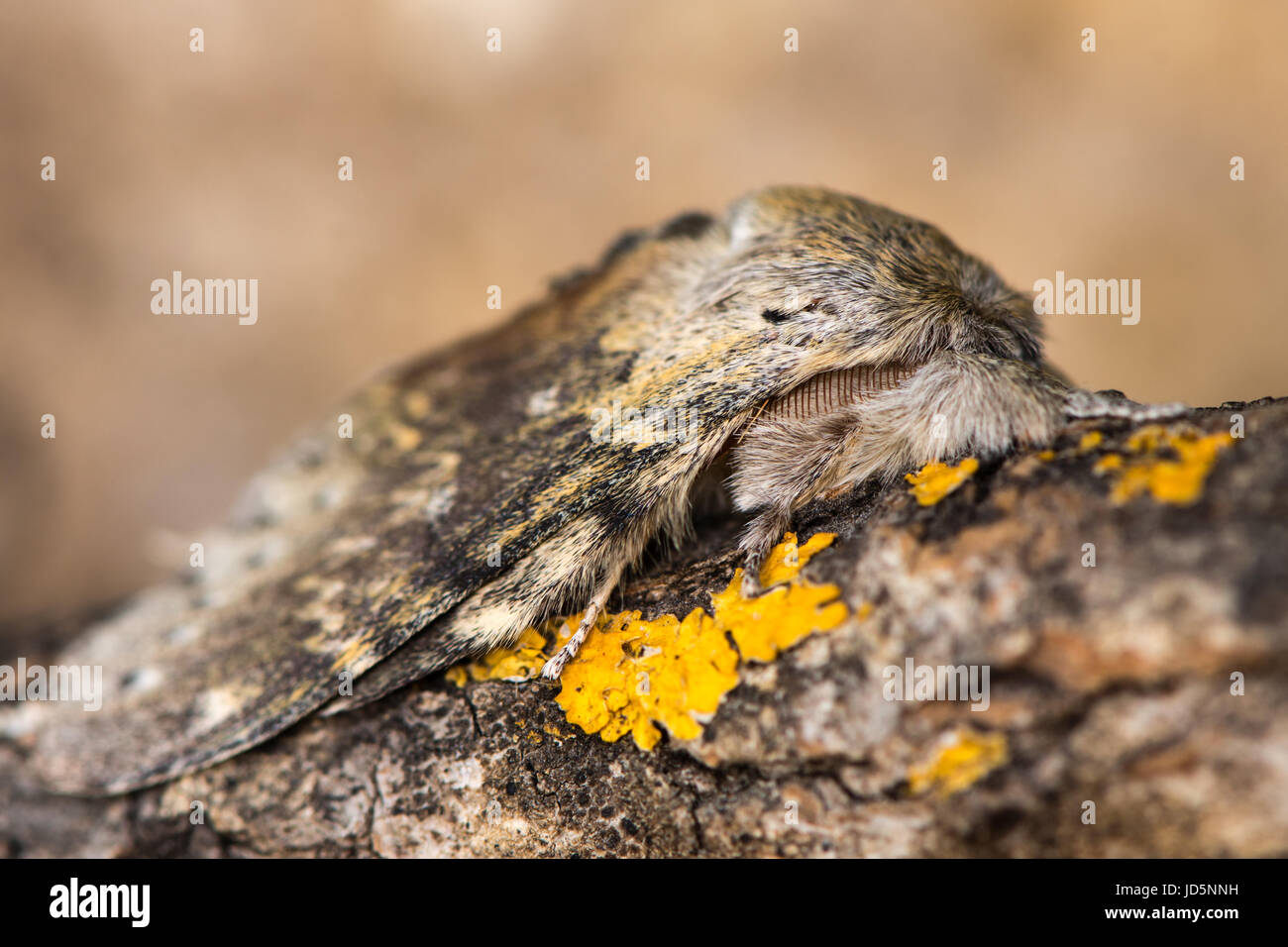 Hummer-Motte (Stauropus Fagi) Erwachsene auf Ast. Britische Wald Insekt in der Familie Notodontidae, in Ruhe mit Flügeln statt in charakteristischen Haltung Stockfoto
