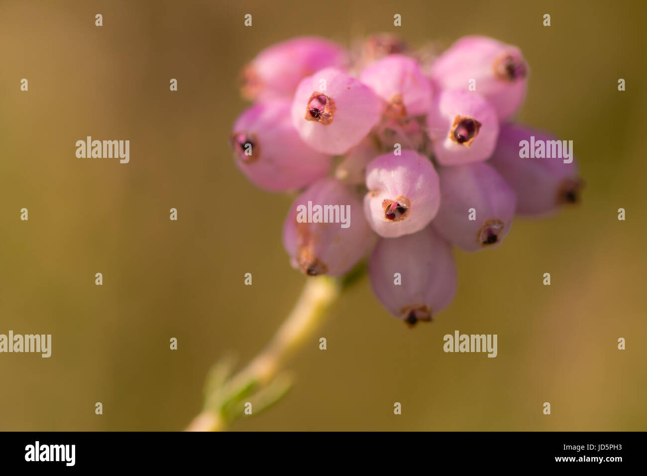 Glockenheide (Erica Tetralix) blüht. Rosa Blütenstand einer gemeinsamen Heidekraut Anlage von Mooren, Heide und Mooren Stockfoto