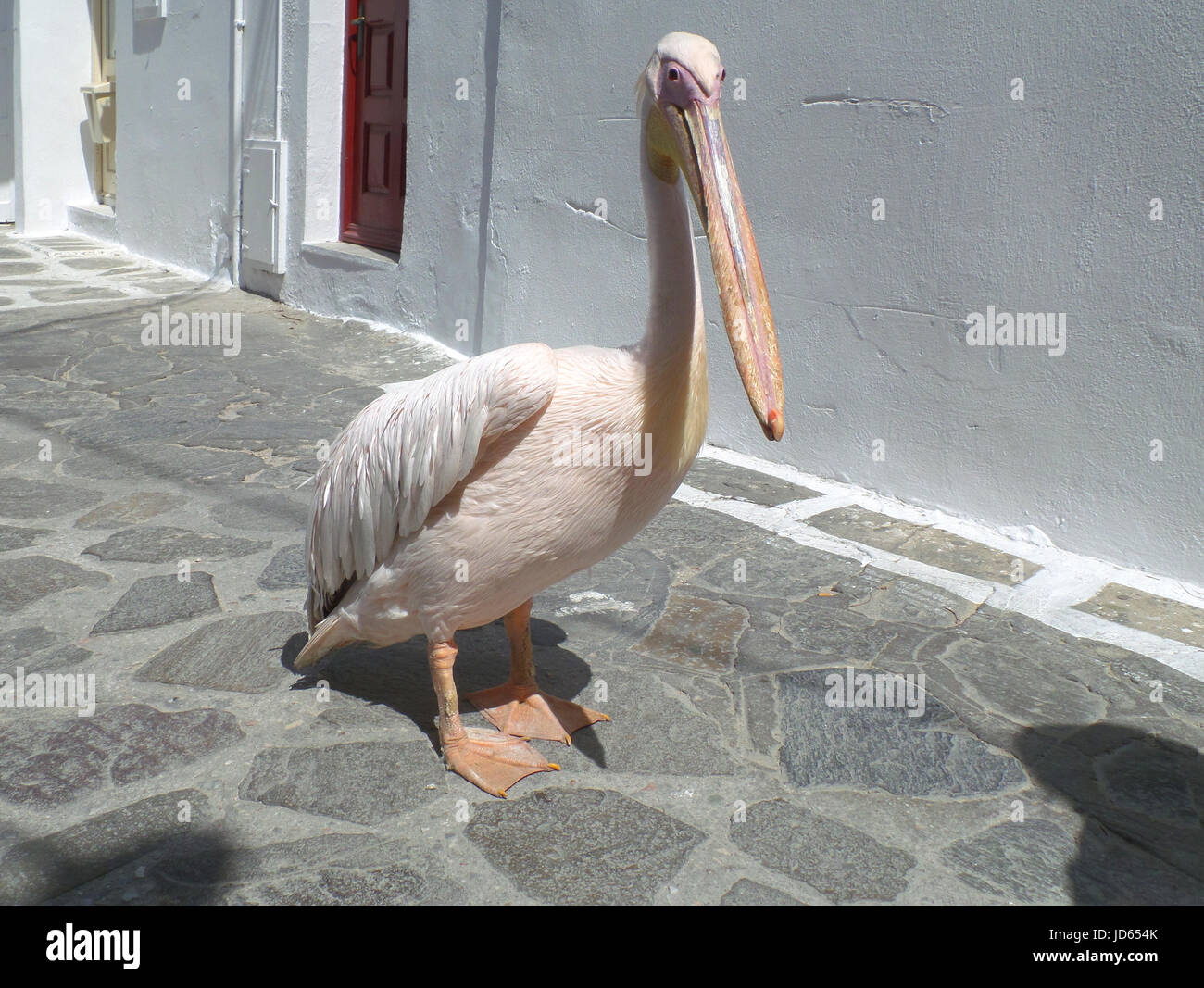 Petro oder Peter Pelikan, berühmten Pelikan von Mykonos-Stadt, Insel Mykonos, Griechenland Stockfoto