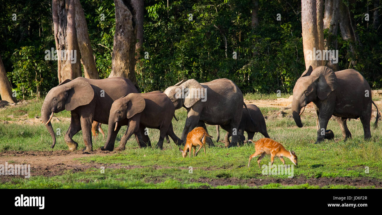 Gruppe von Waldelefanten am Waldrand. Republik Kongo. Dzanga-Sangha Sonderreserve. Zentralafrikanische Republik. Stockfoto