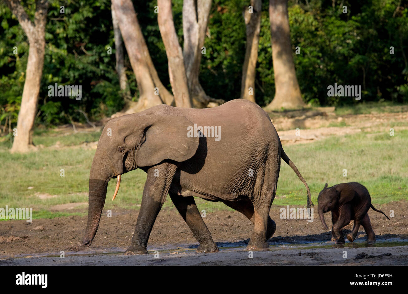 Elefant mit Baby. Zentralafrikanische Republik. Republik Kongo. Dzanga-Sangha Sonderreserve. Stockfoto
