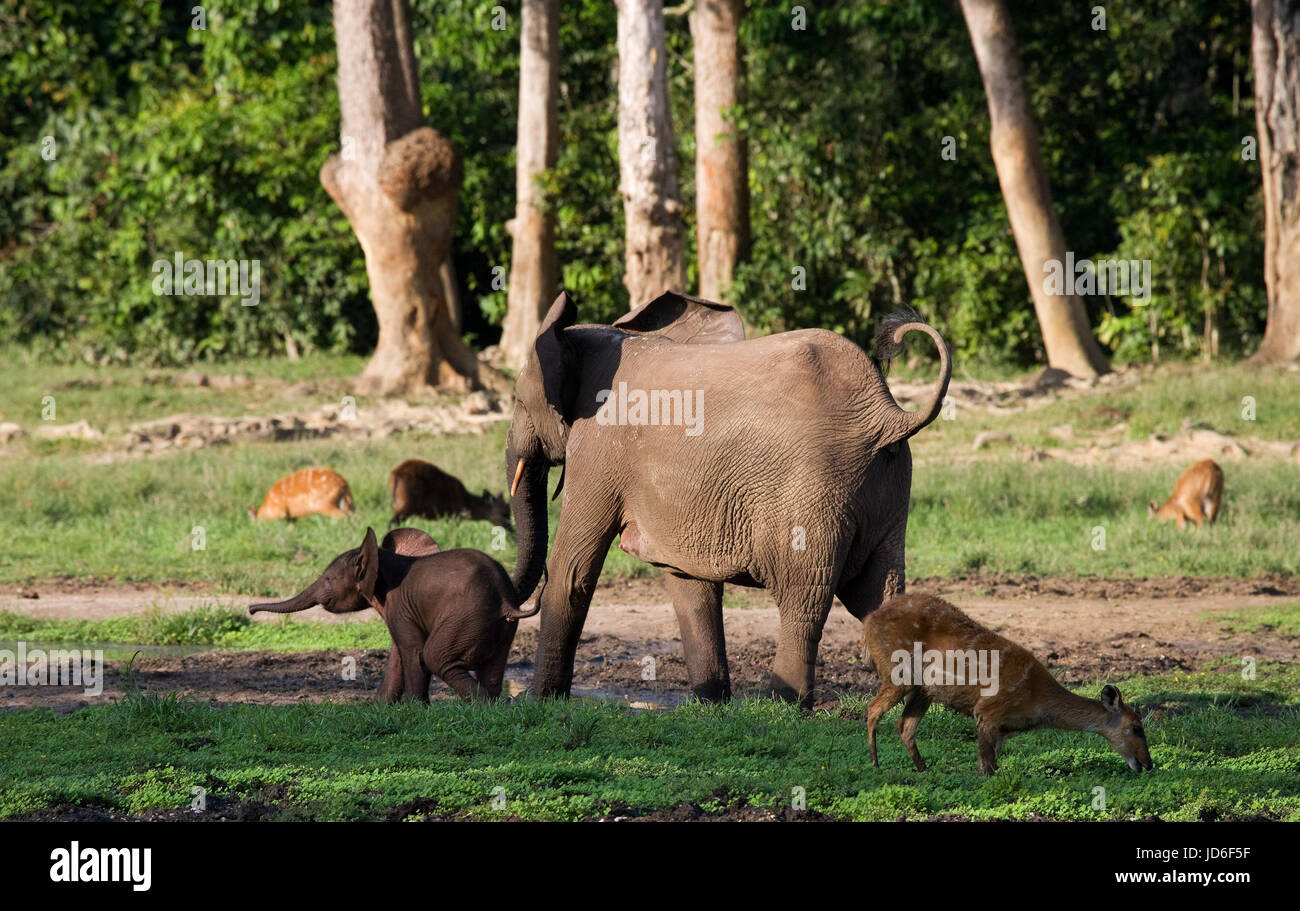 Elefant mit Baby. Zentralafrikanische Republik. Republik Kongo. Dzanga-Sangha Sonderreserve. Stockfoto