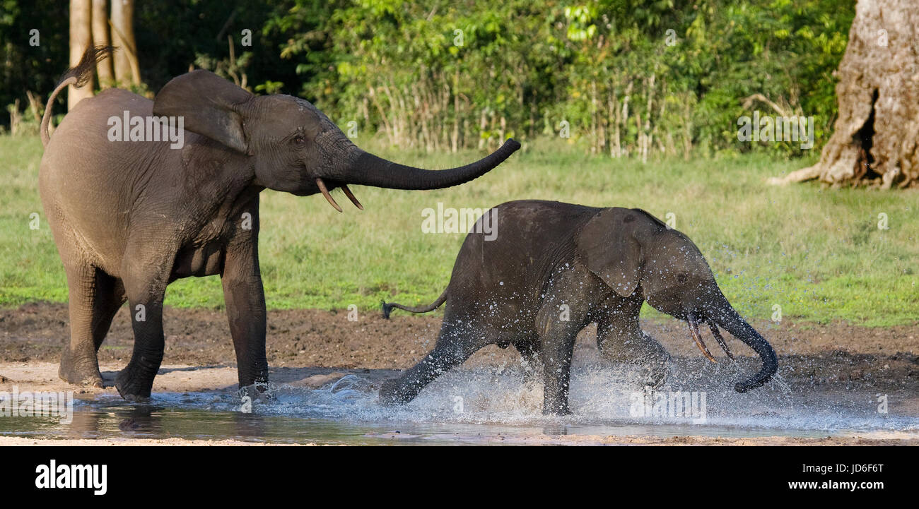 Waldelefanten spielen miteinander. Zentralafrikanische Republik. Republik Kongo. Dzanga-Sangha Sonderreserve. Stockfoto