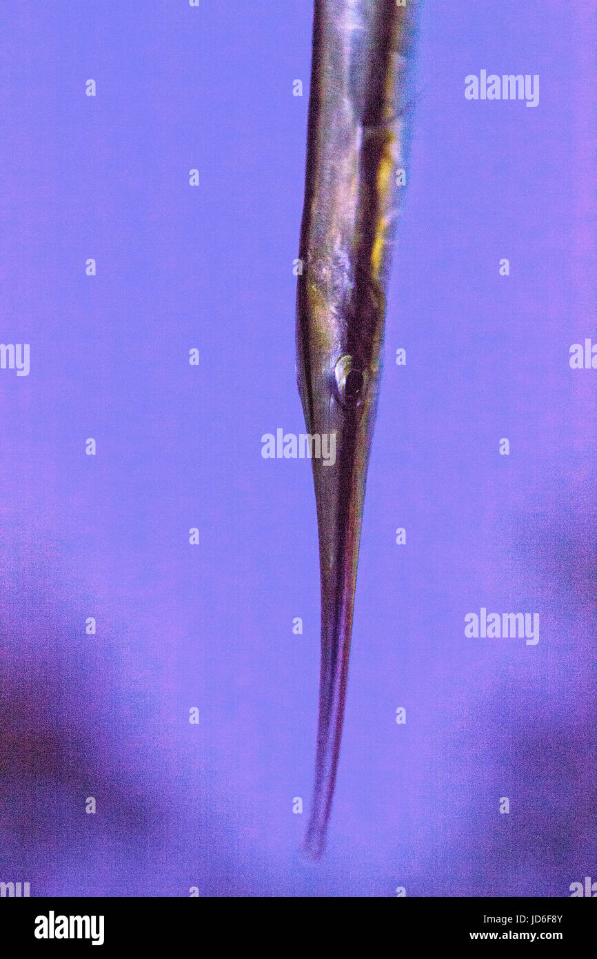 Korallen Shrimpfish Aeoliscus Strigatus ist eine lange und dünne Fisch, der auch ein Razerfish genannt wird Stockfoto