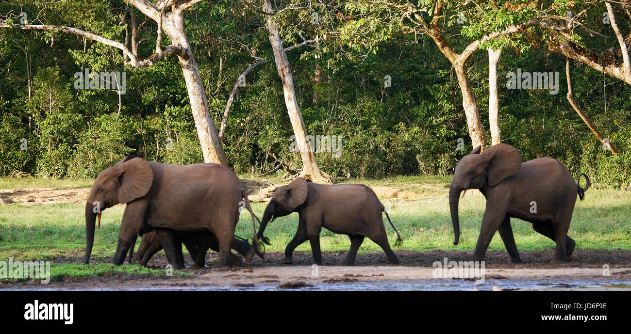 Gruppe von Waldelefanten am Waldrand. Republik Kongo. Dzanga-Sangha Sonderreserve. Zentralafrikanische Republik. Stockfoto
