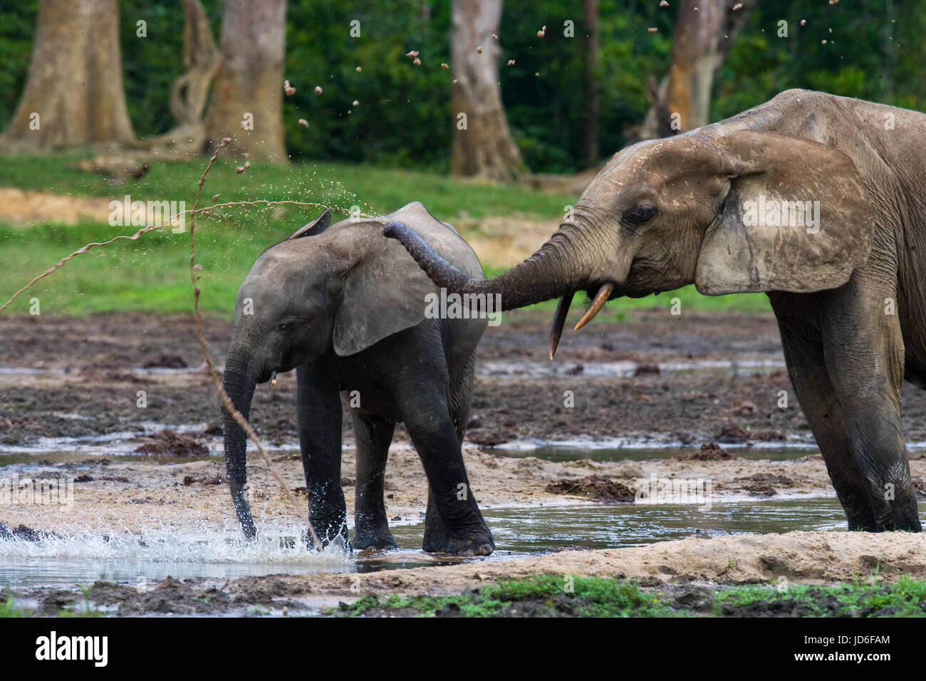 Elefant mit Baby. Zentralafrikanische Republik. Republik Kongo. Dzanga-Sangha Sonderreserve. Stockfoto