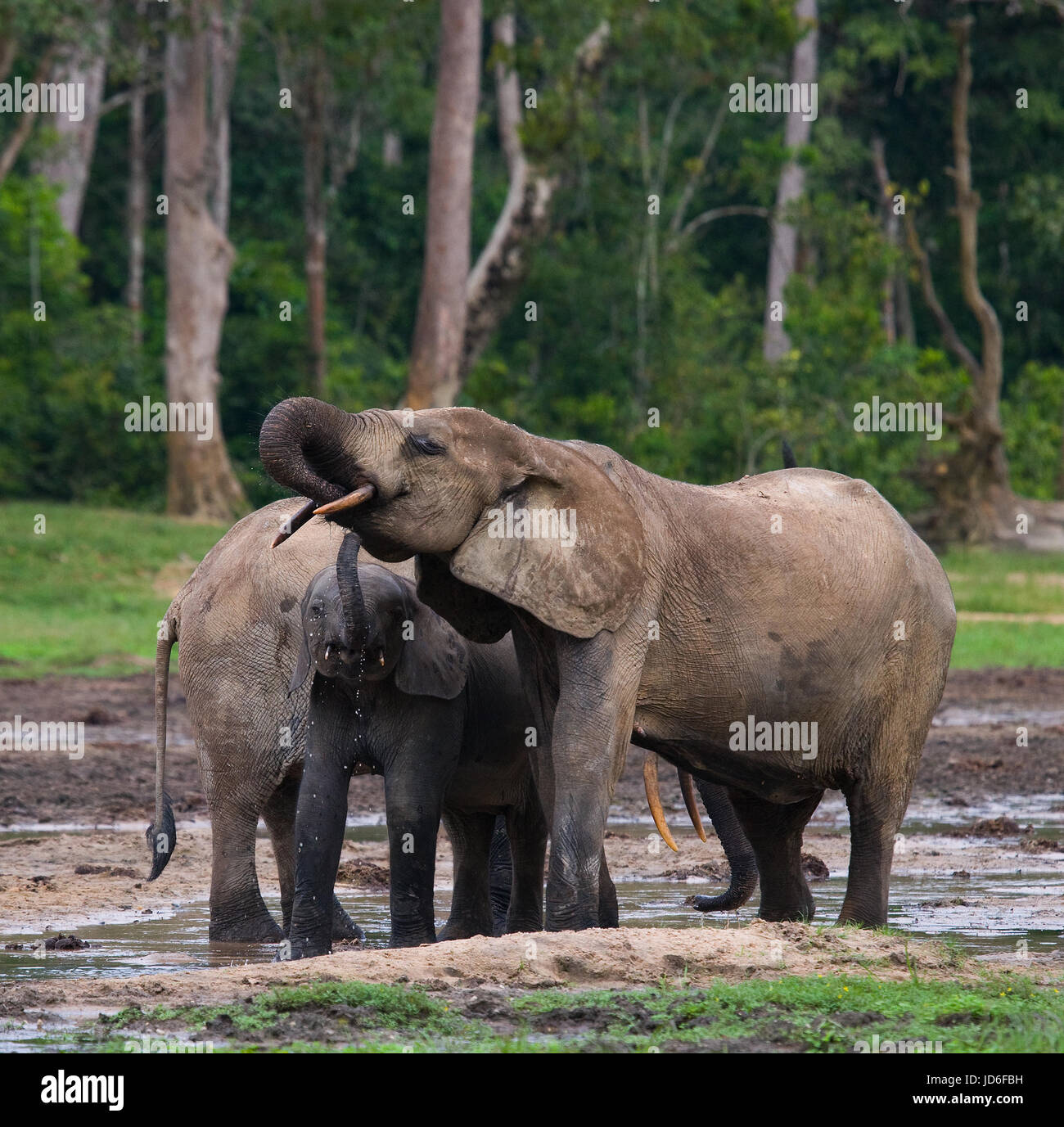 Elefant mit Baby. Zentralafrikanische Republik. Republik Kongo. Dzanga-Sangha Sonderreserve. Stockfoto