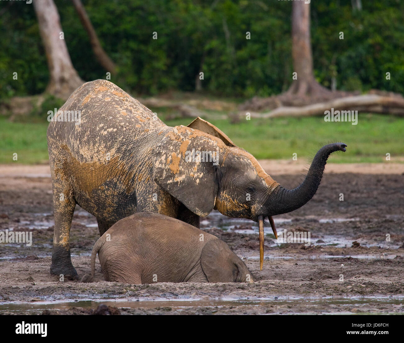 Elefant mit Baby. Zentralafrikanische Republik. Republik Kongo. Dzanga-Sangha Sonderreserve. Stockfoto