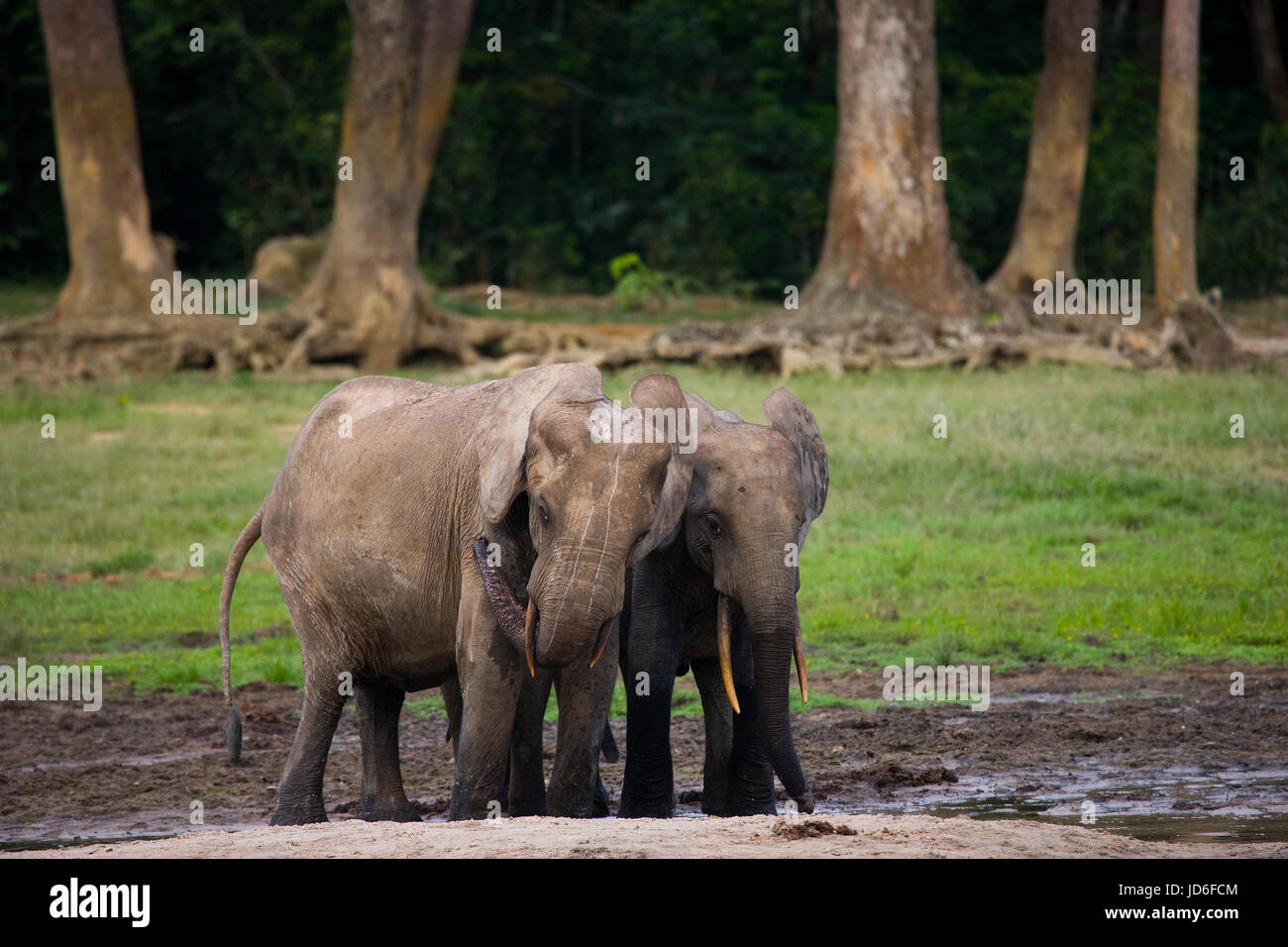Elefant mit Baby. Zentralafrikanische Republik. Republik Kongo. Dzanga-Sangha Sonderreserve. Stockfoto