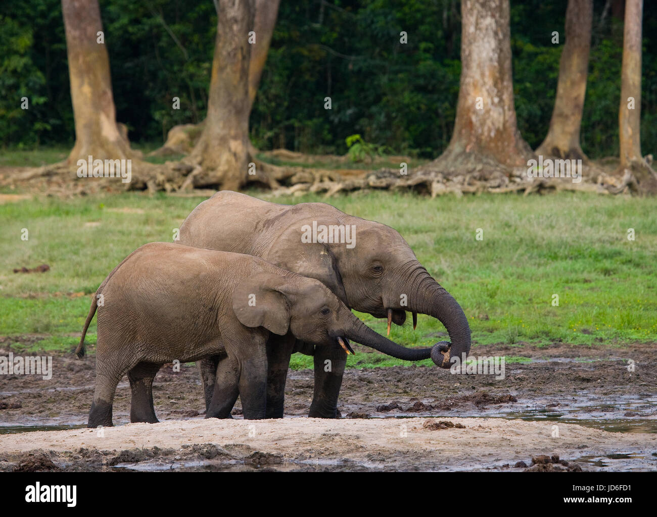 Elefant mit Baby. Zentralafrikanische Republik. Republik Kongo. Dzanga-Sangha Sonderreserve. Stockfoto